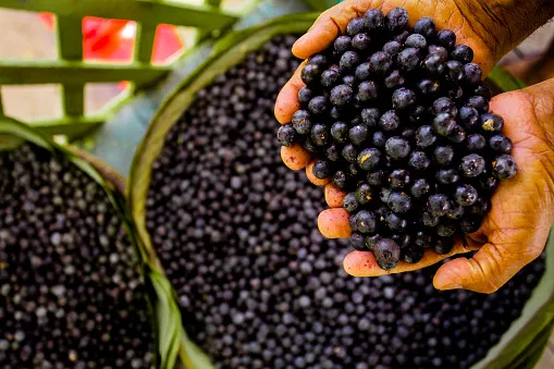 Bacche di acai