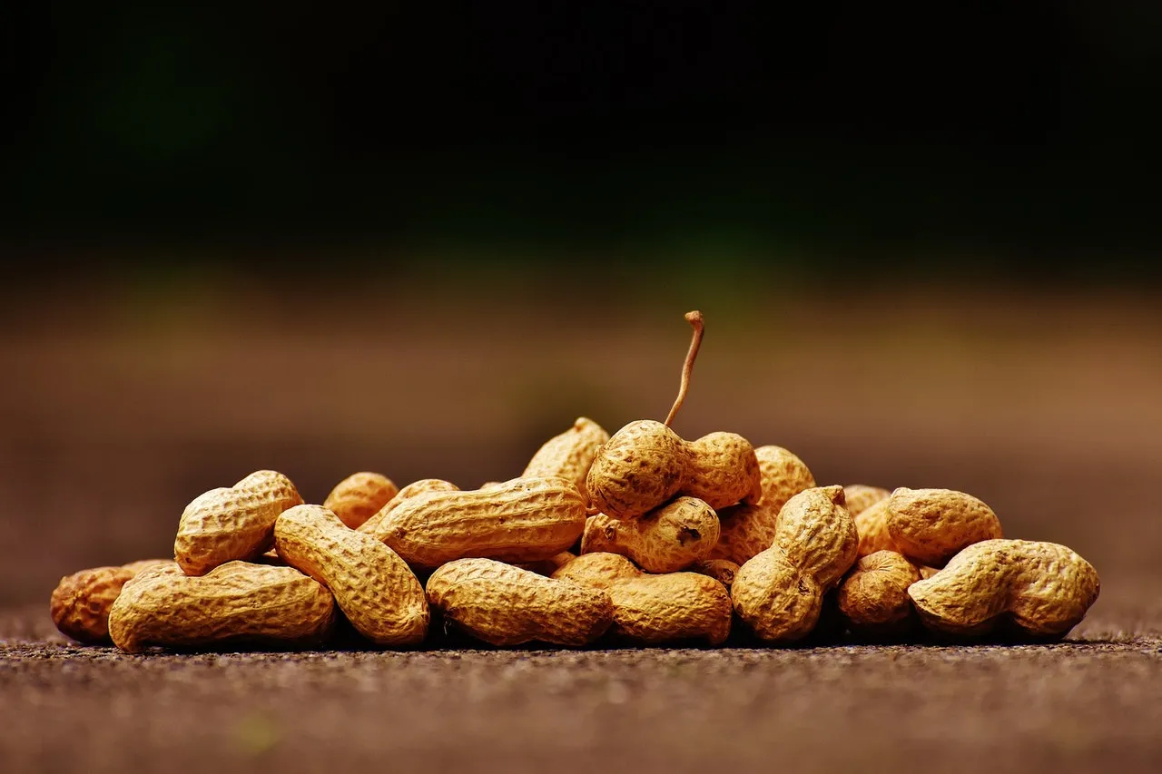 Arachidi (noccioline)