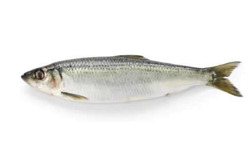 Aringa