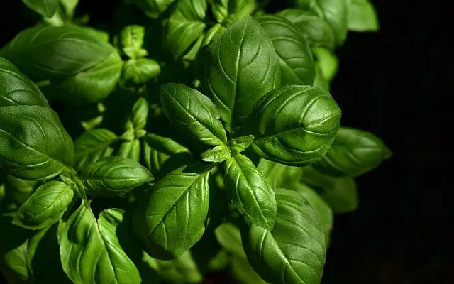 Basilico