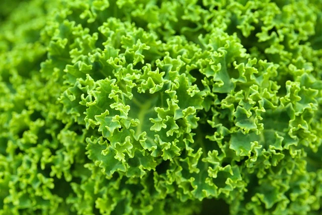 Cavolo riccio (kale)