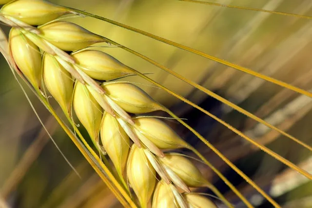 Orzo perlato