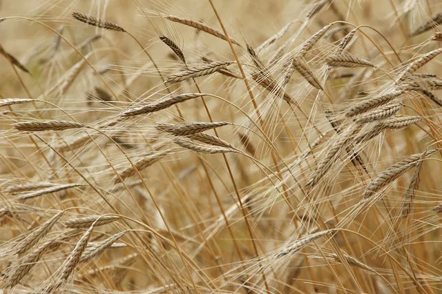 Farro