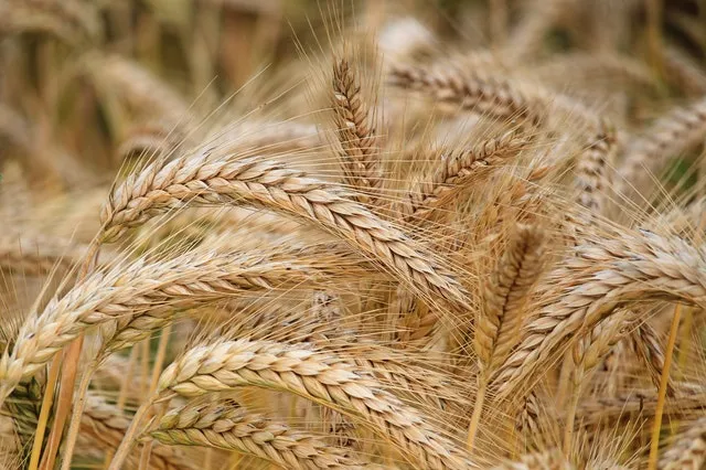 Grano Khorasan (Kamut)