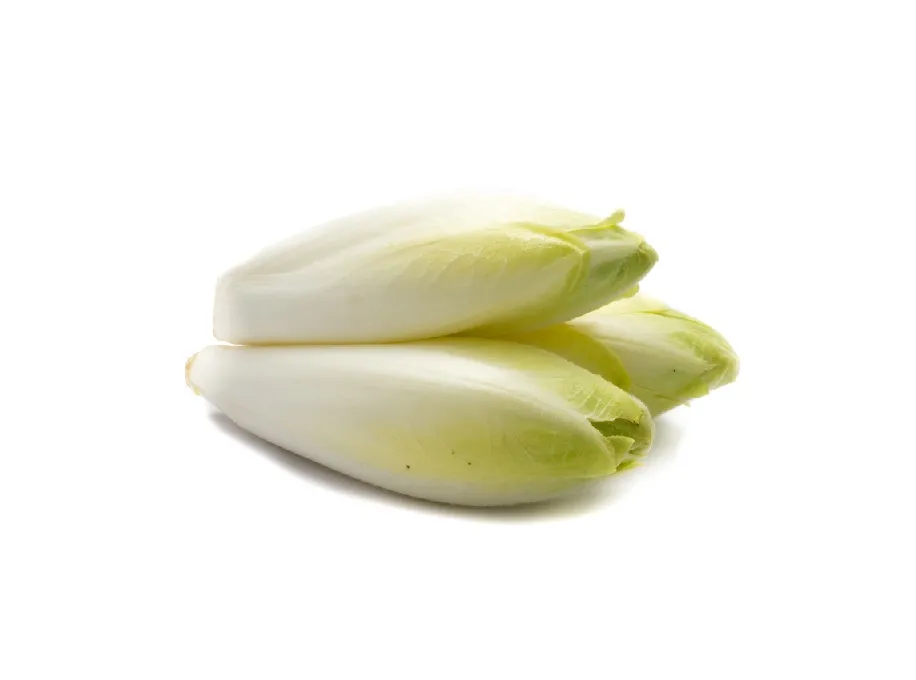 Indivia belga