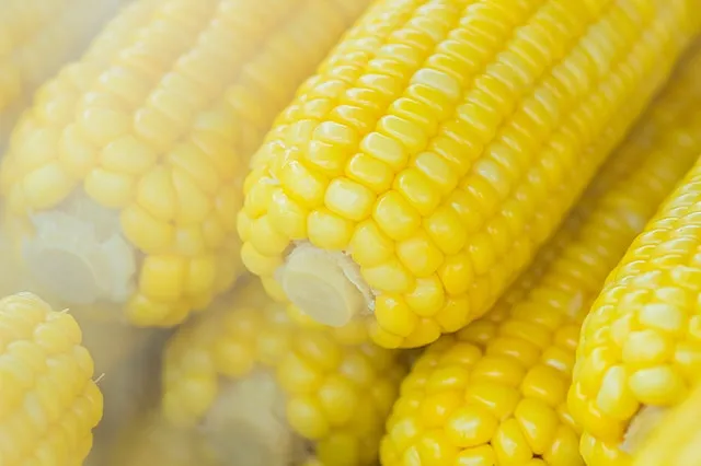 Semolino di mais, cotta