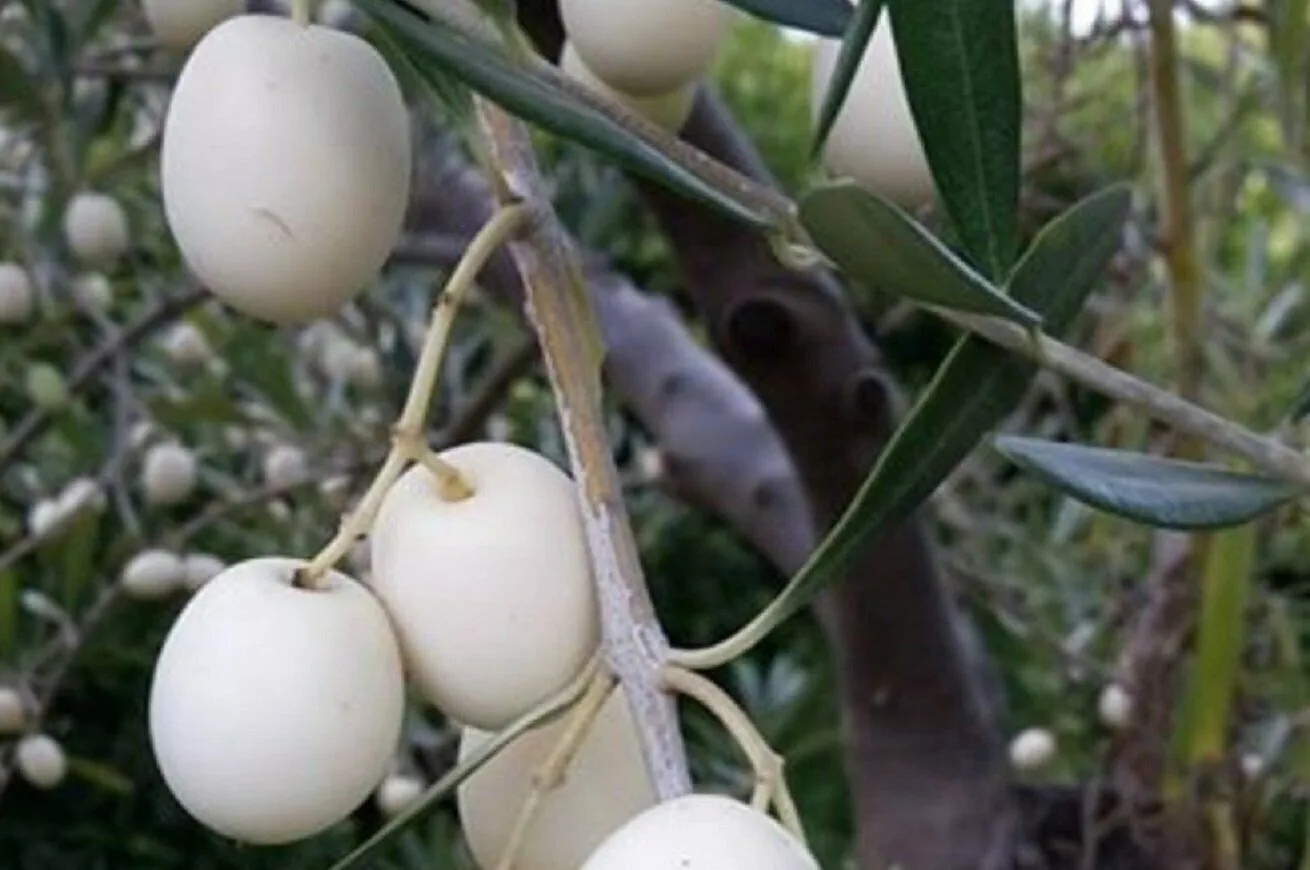 Olive bianche