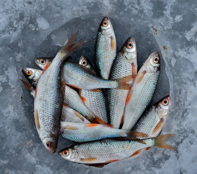 Passera di mare