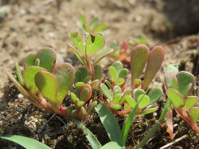 Portulaca oleracea