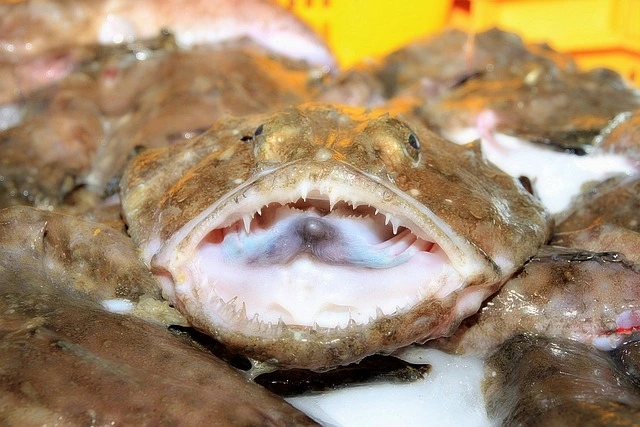 Rana pescatrice (coda di rospo)