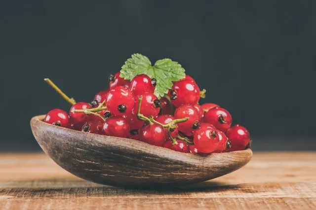 Ribes