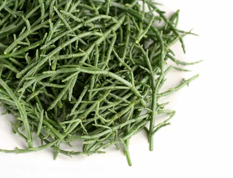 Salicornia (asparago di mare)