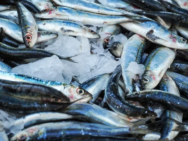 Sardine