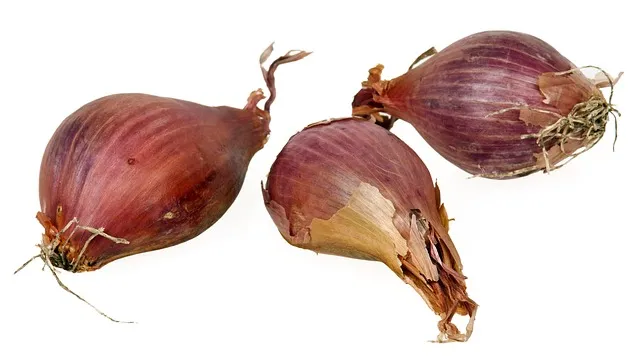 Scalogno