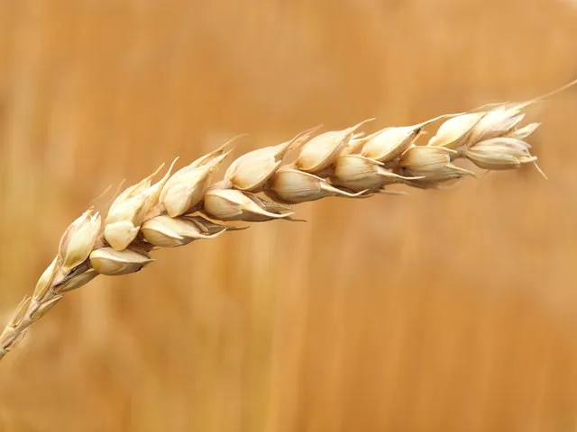 Semola di grano duro, secca