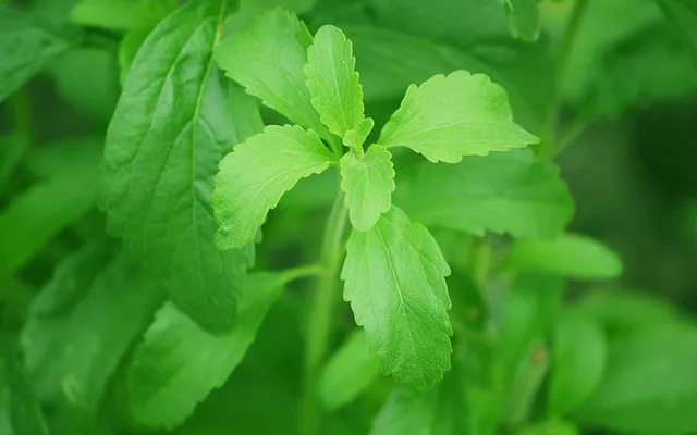 Stevia
