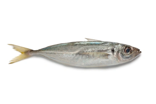 Suro (o sugarello)