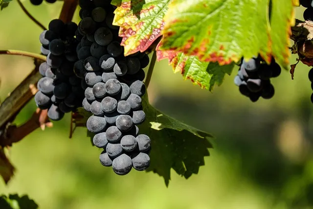 Uva fragola