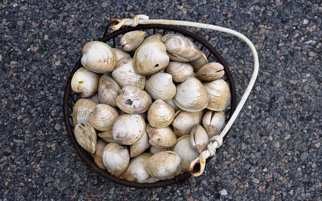 Vongole