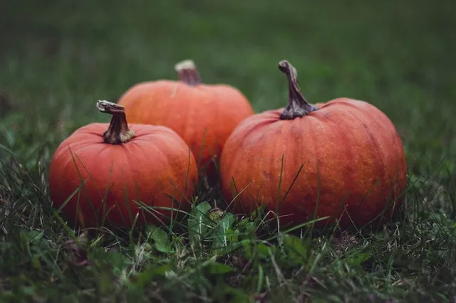 Zucca gialla